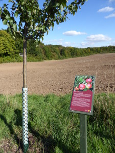 Fruit tree with sign