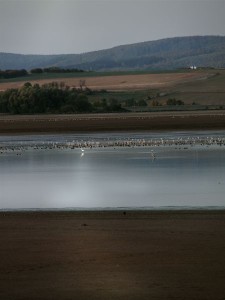 Thousands of birds rest at the reservoir